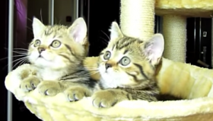 Kittens liggen gezamenlijk in hun mandje én kijken aandachtig naar een tenniswedstrijd!