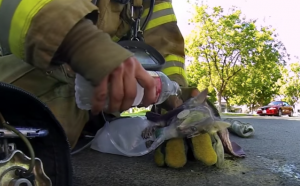 Brandweerman redt bewusteloze kitten uit brandend huis met rook..