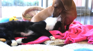 Verlamd katje en kleine teckel: vriendjes voor het leven