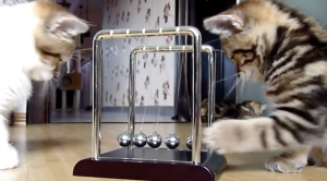 Jouw kat een goede opvoeding geven? Volg dan deze 10 tips!