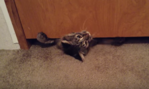 Lenige kat probeert onder deur te kruipen. Maar kijk eens hoe groot hij is!