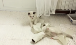 Puppies en kittens ontdekken toiletpapier. En dat zorgt voor een héle hoop kattenkwaad!