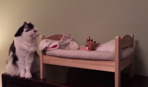 Familie gaat slapen én heeft een speciaal ledikantje voor de huiskat!