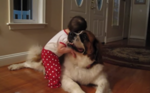 Klein meisje knuffelt met grote Sint Bernard hond. Dit is zó lief!