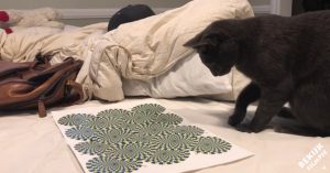 Kat zit aandachtig te staren naar een optische illusie. Zijn reactie is hilarisch!