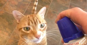 Hij pakt de slagroombus. Het duurt niet lang of de kat komt eraan gerend