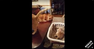 Katje raakt schattig gehypnotiseerd door.. een staart!