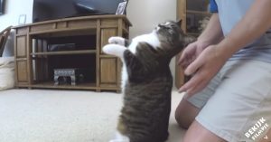 Kat werd gered uit het asiel. Nu laat ze zien dat ze haar baasje onvoorwaardelijk vertrouwt!