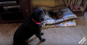 Katten die hondenmanden inpikken. Let op de grappige reacties van de verbaasde honden!