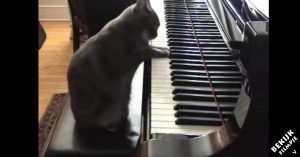 Kat gaat netjes achter de piano zitten en begint nog te spelen ook!