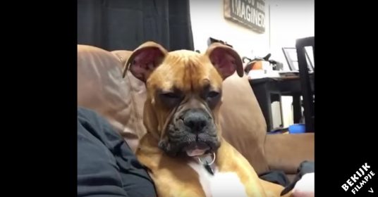 slaperige-hond