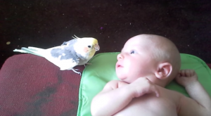 Vogel zingt voor pasgeboren baby. Dat zorgt voor een vertederend moment..