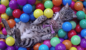 Leukste filmpje van vandaag: kat zo blij als een kind in de ballenbak