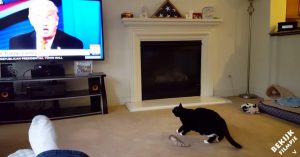 Veel mensen hebben het niet zo op Donald Trump. Waaronder deze kat!