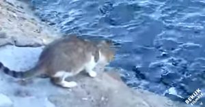 Deze straatkat zit aandachtig het water in te turen. Wat hij dan doet is zó handig!