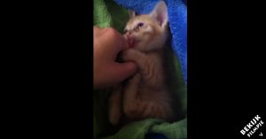 Vrouw ging wandelen en vond een klein katje in een boomstam