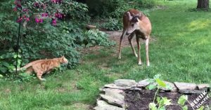 Hert staat in de achtertuin. Dan komen deze 2 nieuwsgierige katten een kijkje nemen