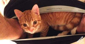 Fascinerende beestjes: 7 tekenen dat katten wetenschappers zijn!