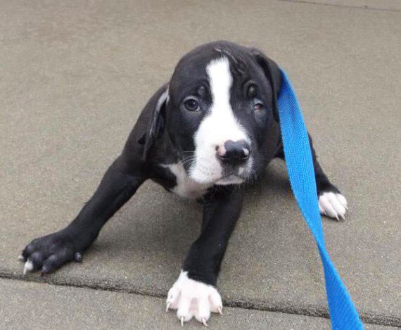 pitbull-misvormd-hoofdje