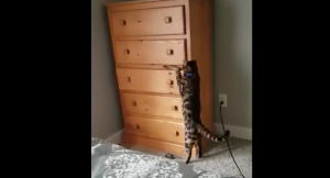 Kat houdt wel van een spelletje en weet zich pérfect te verstoppen!