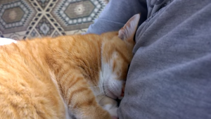 Deze kat wil maar één ding: dichtbij zijn baasje zijn!