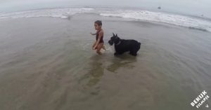 Schitterend: zorgzame hond beschermt klein meisje tegen wilde zee