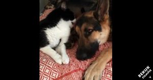 Schitterende vriendschap tussen grote hond en kleine kat!