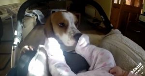 Hond voelde tijdens zwangerschap dat er wat aan de hand was. Nu maakt ‘ie kennis met de baby..