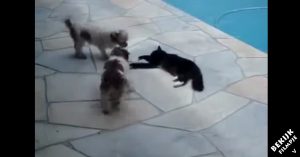 Belangrijke les: irriteer geen kat die op z’n dooie gemak ligt te zonnen bij het zwembad