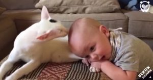 Eerste kennismaking: baby pakt achterpoot van kat vast. Wat het beestje dan doet is zó aandoenlijk!