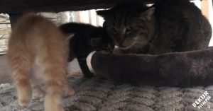 Oude kat met traumatisch verleden wordt opgevangen en blijft schuchter..