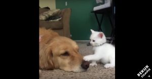 Hondje wil een dutje doen.. Maar daar steekt deze energieke kitten een stokje voor