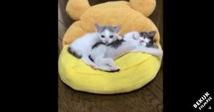 Knuffel buddies: 2 kittens liggen naast elkaar en zorgen voor het liefste plaatje óóit!