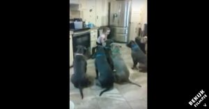 4-jarig meisje geeft zes pitbulls te eten. Maar let vooral op de manier waarop de honden gehoorzamen!