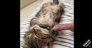 Té schattig: kitten is diep in slaap. Maar kijk eens hoe het beestje erbij ligt..