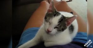 Weinig dingen zijn schattiger: deze kittens doen zo hun best om niet in slaap te vallen..