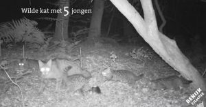 Bijzonder: nestje wilde katten levert opmerkelijke beelden op