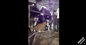 Opmerkelijke vriendschap: deze kat en koe vinden elkaar héél erg lief!