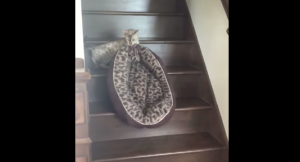 Hilarisch: kat heeft er schoon genoeg van en gaat naar bed..