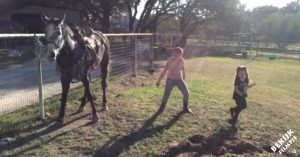 Meisjes zijn aan het dansen op hiphop nummer. Dan doet het paard ineens met ze mee