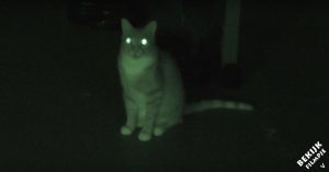 Herkenbaar: 7 manieren waarop katten ons laten schrikken