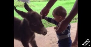 Baby en klein ezeltje zien elkaar. Dan kunnen ze hun wederzijdse enthousiasme niet verbergen