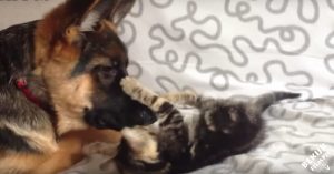 Herdershond en kittens: ze zijn zo verschillend, maar ook zó gek op elkaar!