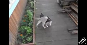 Zij vraagt aan haar hond of ‘ie de kat kan ophalen. Wat de twee dan doen is hilarisch!