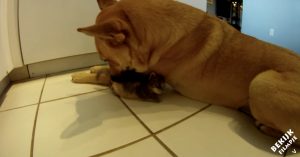 Hartverwarmende kennismaking: geredde hond ontmoet klein zwerfkatje..