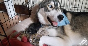 Deze husky heeft verlatingsangst. Dan krijgt hij een maatje zodat hij áltijd gezelschap heeft!