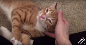 Spinnende katten: wat zien deze beestjes er gelukkig uit!