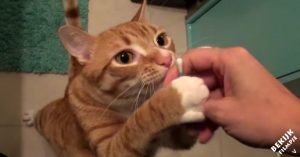 Katten en wattenstaafjes: deze komische beestjes zijn er werkelijk door geobsedeerd!