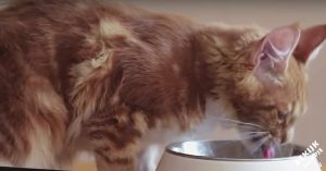 Je kat beter leren begrijpen? Met deze 5 tips kom je al een heel eind..