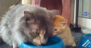 Schattig: moeder kat leert haar baby kitten hoe die water moet drinken